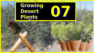 Growing Desert Plants 07