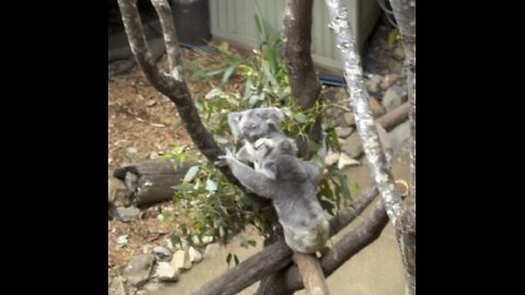 Koala etiquette.