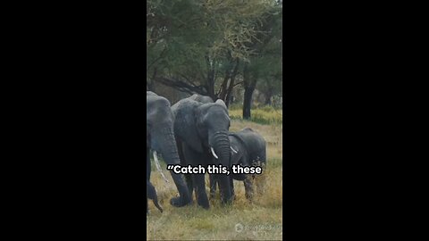 Elephants: The Memory Giants