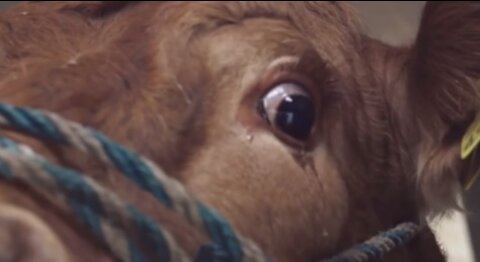 Una vaca que dejó de dar leche llora desconsoladamente pensando que sería trasladada al matadero