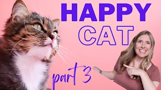 How To Raise A Happy Healthy Cat | Happy Cat Month September 2021 | Week 3