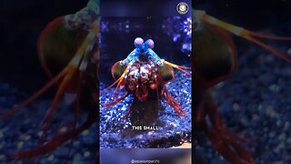 Peacock Mantis Shrimp 🦐 The Strongest & Fastest Punch in the World!