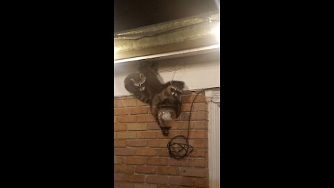 Raccoons Cannot Get Down
