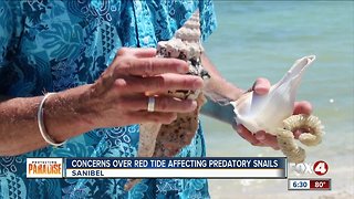 Concerns over red tide affecting a predatory snail