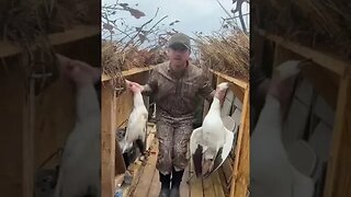 Conservation Snow Goose hunt Illinois