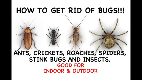 HOW TO GET RID OF BUGS | DIY BUG SPRAY FOR THE HOUSE | INDOOR AND OUTDOOR