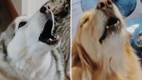 Huskies are Howling at Home and a Golden Retriever Tries To Howl Just Like Them !