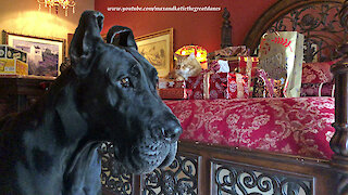 Gorgeous Cat and Great Dane Enjoy Boxing Day Holiday Fun