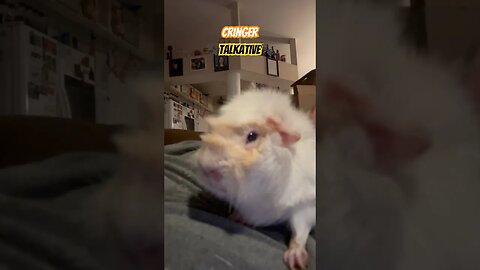 Cringer 🐾Talkative🐾 #guineapigshorts #guineapiggy #guineapig #pets #channel