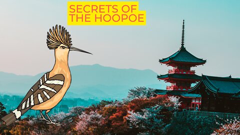 The hoopoe holds secrets that many do not know