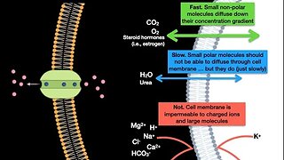 Membrane transport