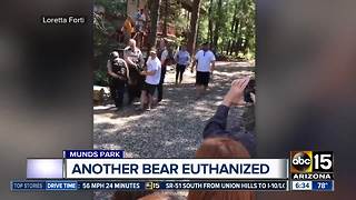 Fourth bear euthanized in Arizona