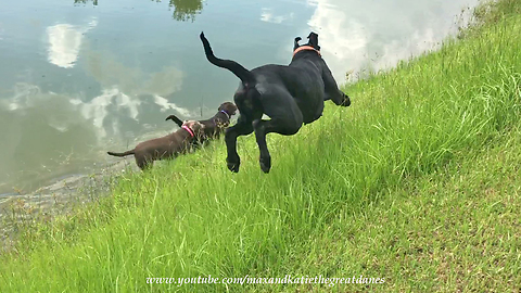 Bouncing Great Dane Plays With Water Loving Labs ~ Doggie Play Date
