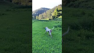 Henry the Dog Loves his Blue Piggy