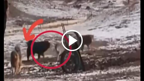 2 Tibetian Mastiff Shepherd Dog VS 2 Wolf