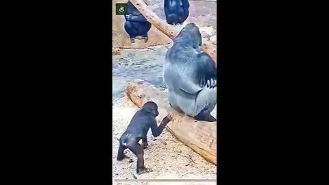 Gorilla playing -via waowafrica (lg)