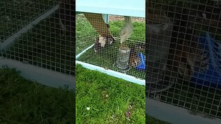 Einstein outdoors with his chicks #einsteinsbackyard #shortvideo #pitbulls #babychicks #dog #shorts