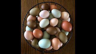 High Egg Production In The Winter