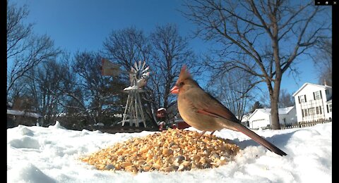 Winter Bird Feeding in Northern Illinois