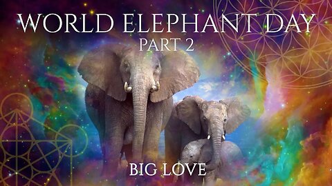 World Elephants Day 2023 - Part 2 - Are You Ready For Big Love?