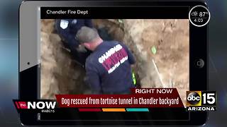 Chandler dog rescued from backyard hole