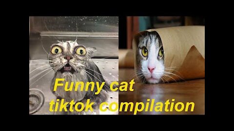 Funny Cats and Kittens Meowing Compilation