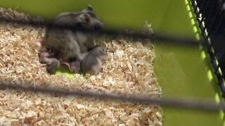 Cute Hamster Babies