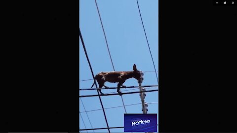 DOG CLIMBS ON THE ELECTRIC WIRE OF THE POST