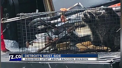 Live raccoon dumping sparks outrage on Detroit's west side