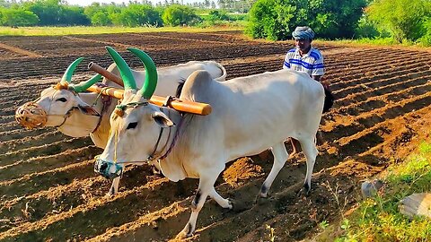 Antiquated method of plough by OX | Agriculture India