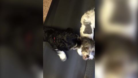 Two Doggies On A Treadmill, Working For Their Beachbody