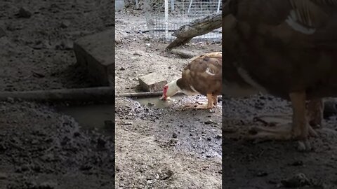 Muscovy duck enjoying the mud [must see!] #shorts