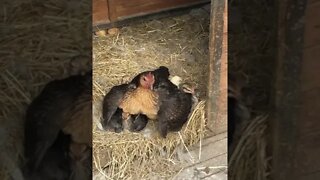 Australian pit game bantam holding her chicks