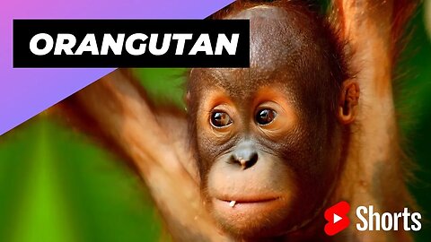Orangutan 🦧 One Of The Most Intelligent Animals In The World