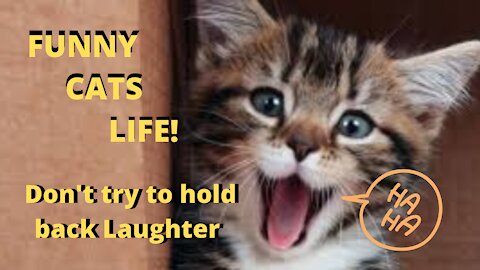 Life of cute and funny fluffy cats - Don't try to contain laughter 😹