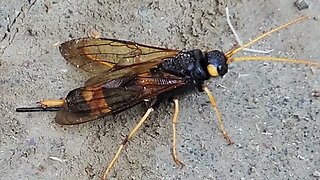 Wood Wasp