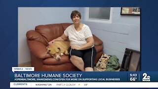 Mia the dog is up for adoption at the Baltimore Humane Society