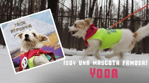 Mascotas famosas: Yoda, la perrita que corre maratones