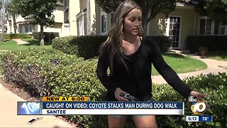 Caught on video: coyote stalks man on dog walk in Santee