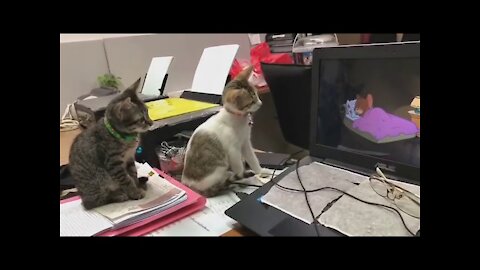 Video of Two Cats Watching Tom & Jerry
