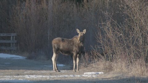 Two big moose visited near house