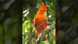 Rupicola rupicola - Galo da Serra