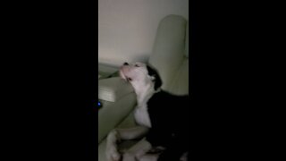 Dog borks in his sleep