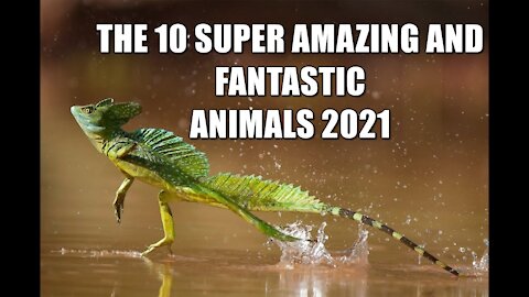 THE 10 SUPER AMAZING AND FANTASTIC ANIMALS 2021