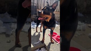 Cute dog goes for a walk😱🐶 (Vol.15) #shorts #short #viral #trending