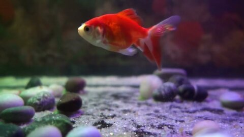 Fishes in aquarium -slow motion