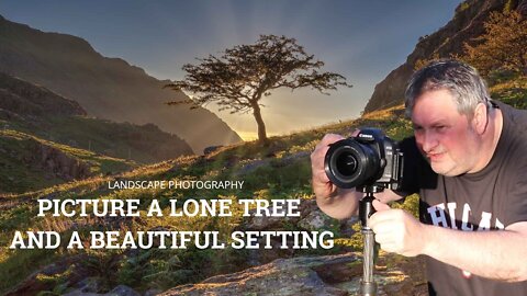 Picture A Lone Tree In A Beautiful Setting