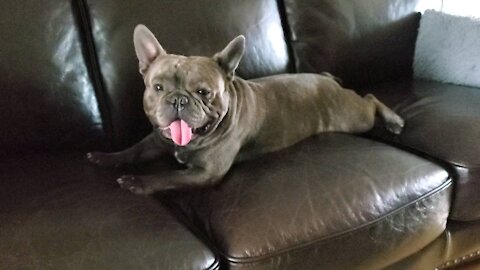 Bulldog just lounging around