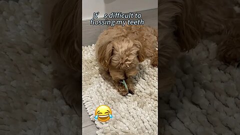 Funny pets / Cute dog talking/ It's difficult to flossing my teeth.