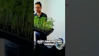 Unbelievable Growth of Moringa MicroGreens Will Amaze You